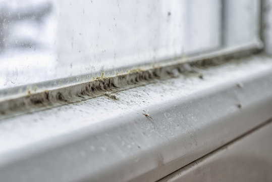 Mold and dirt on the window