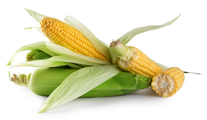 Mature fresh corn with green leaves