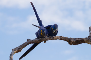 Couple of Hyacinth macaw, Brazilian wildlife