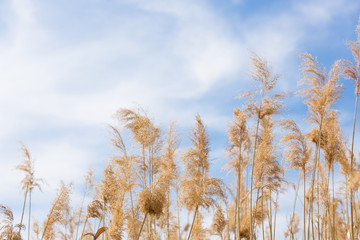 A gentle gentle cloud on the blue sky and yellow reeds