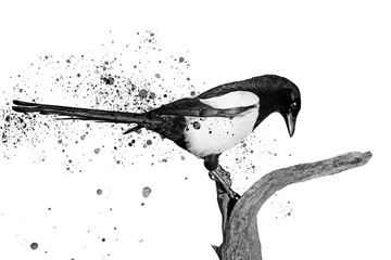 black and white bird and spray paint