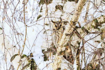 mimicry owl on the background of birch