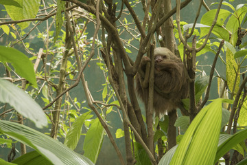 Sleepy Sloth 001