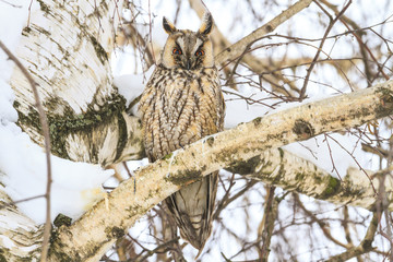 night predatory bird sitting in a tree