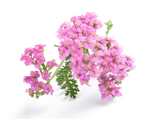  pink yarrow flowers