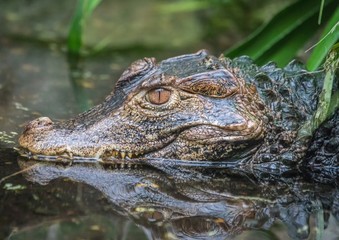 Obraz premium Alligator laying in water waiting for food