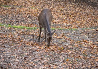 Fallow deer in a forest in Germany