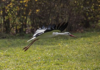 Stork starting from a meadow in Germany