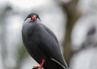 Close up of an european bird