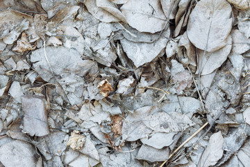 Texture of leaves covered with ashes