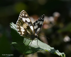 Marble white butterfly