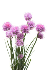 Blooming onion chives flowers isolated on white background. Flat lay, top view