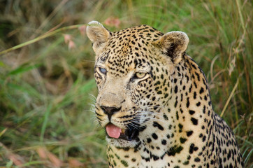 Fototapeta na wymiar South Africa Safari Animal