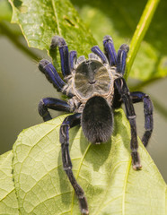 Cobalt blue turantula