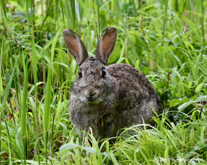 Rabbit