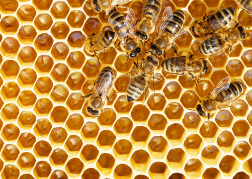 bees swarming on a honeycomb
