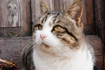 beautiful cat on the background of an old wooden door
