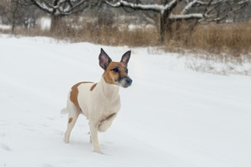 A pedigree dog fox terrier in the winter forest on a hunt, in a rack