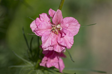 closeup of pink delphinium on green background