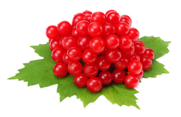 Red berries of Viburnum (arrow wood) with green leaf isolated on white background