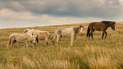 Wild horses on a grey and windy day near Foel Eryr, Clynderwen in Pembrokeshire, Dyfed, Wales, UK