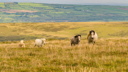 Wild horses on a grey and windy day near Foel Eryr, Clynderwen in Pembrokeshire, Dyfed, Wales, UK