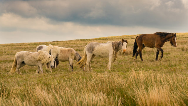 Wild Horses On A Grey And Windy Day Near Foel Eryr, Clynderwen In Pembrokeshire, Dyfed, Wales, UK