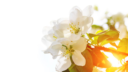 Obraz premium White flowers of blooming tree at dawn on white background with copyspace