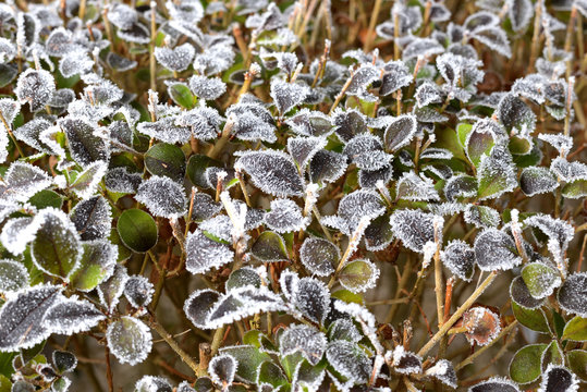 winterzweige
