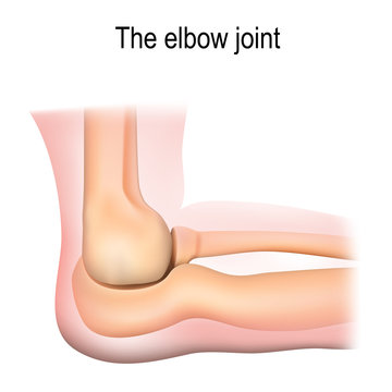 Human elbow joint anatomy.