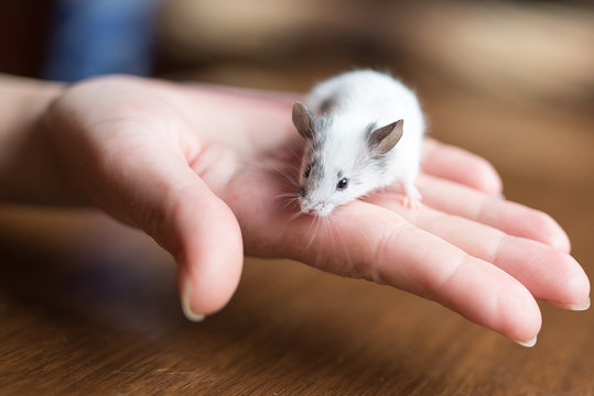 Decorative mouse on hand