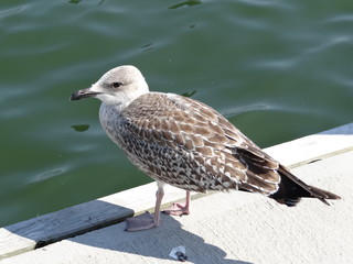Seagull over  water of sea