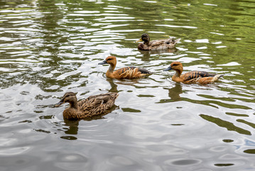 Ducks on a pond in the park	



