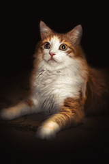 Portrait of a cat of golden color