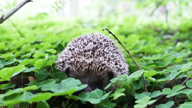 Hedgehog sitting in the grass, close up, hedgehog snorts his nose, sounds of nature, 4K.