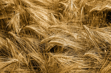 Barley field. Ears of golden barley close up.