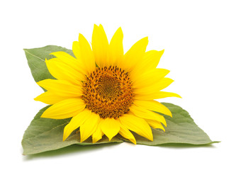 Obraz premium One yellow sunflower.