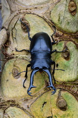 Fototapeta premium A Stag Beetle poses for its portrait as it walks around its environment.