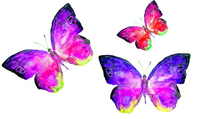 Obraz na płótnie Canvas beautiful butterflies, watercolor, isolated on a white