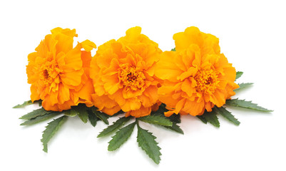 Three orange flowers.