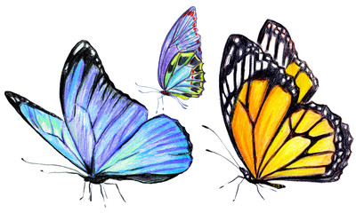 beautiful butterflies, hand drawn, isolated on a white