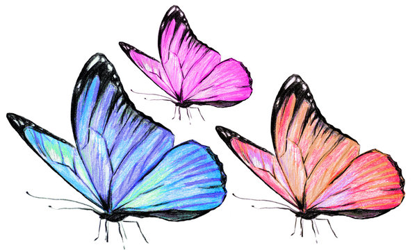 beautiful butterflies, hand drawn, isolated on a white