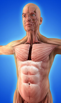 Human muscles on blue background