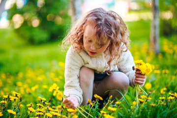 The girl collects dandelions in the clearing.