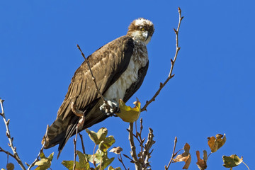 Bird osprey at tree limb perch