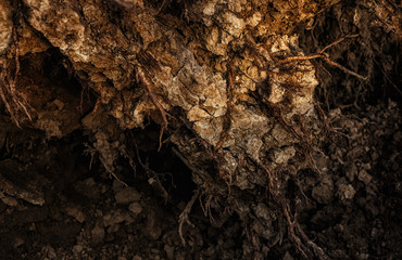 Erde mit Wurzeln