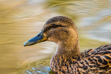 Fototapeta premium Female mallard duck. Detail of head from a side, portrait
