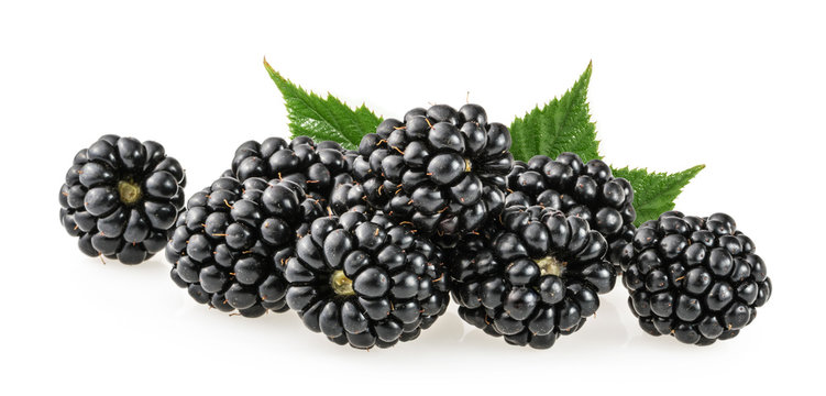 blackberry fruit isolated
