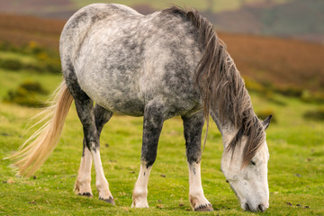 Obraz na płótnie Canvas A wild horse grazing near Hay Bluff and Twmpa in the Black Mountains, Wales, UK
