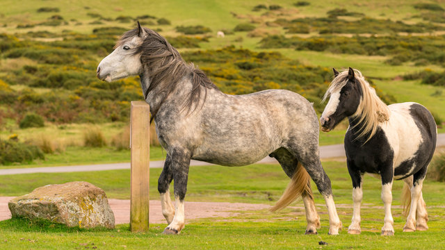 Wild horses near Hay Bluff and Twmpa in the Black Mountains, Wales, UK